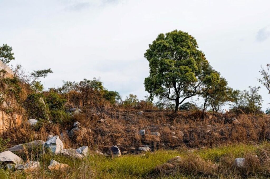 tree remove in hills