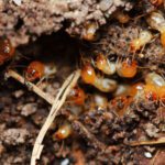 Termite Protection in Sydney: Safeguarding Your Investment