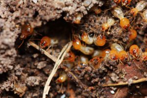 Termite Protection in Sydney: Safeguarding Your Investment