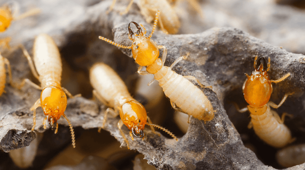 Affordable Termite Inspections in Sydney: When and Why You Need One