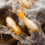 Affordable Termite Inspections in Sydney: When and Why You Need One